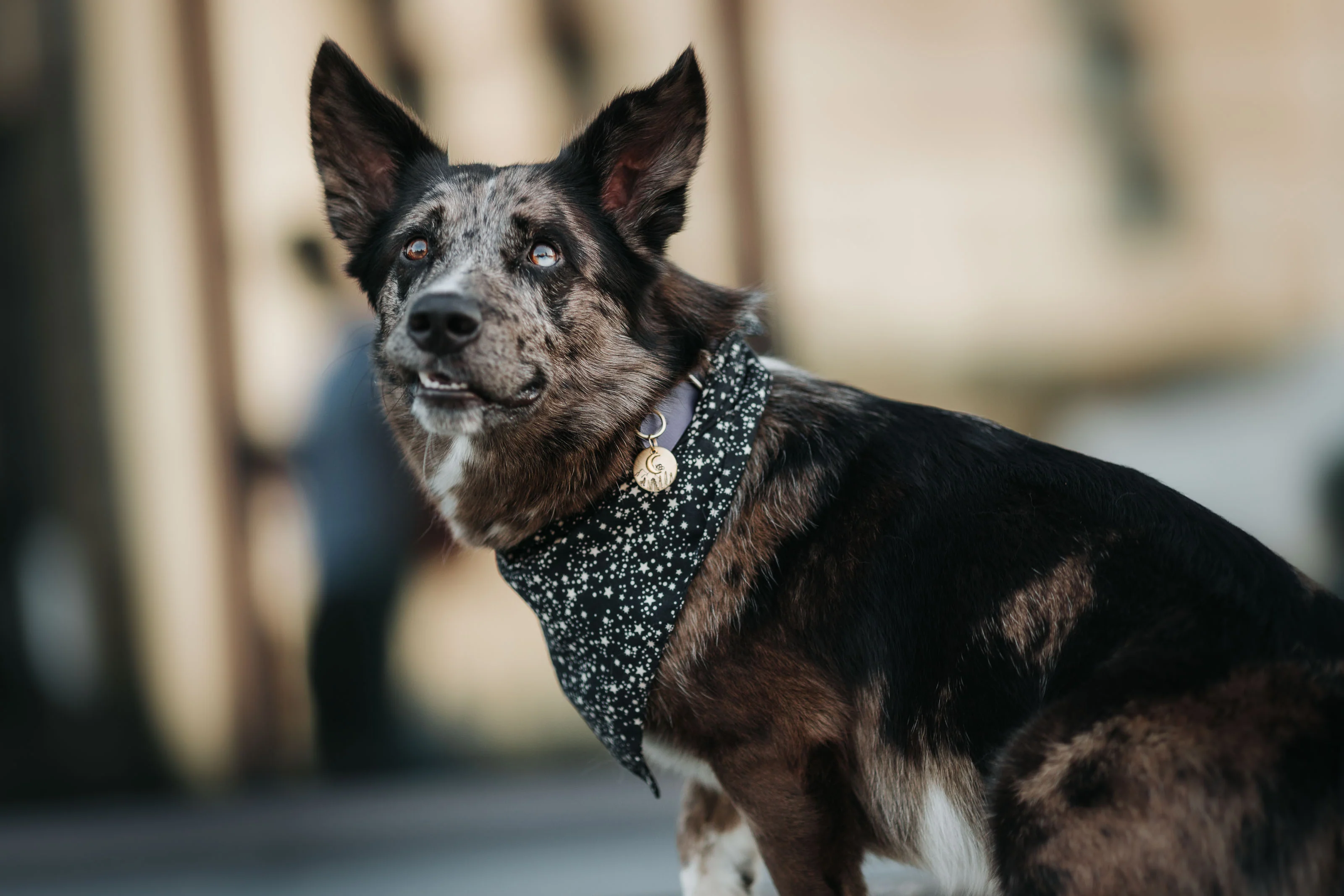 Adresówka dla psa WILDLAND WOLF nocna edycja - Image 8